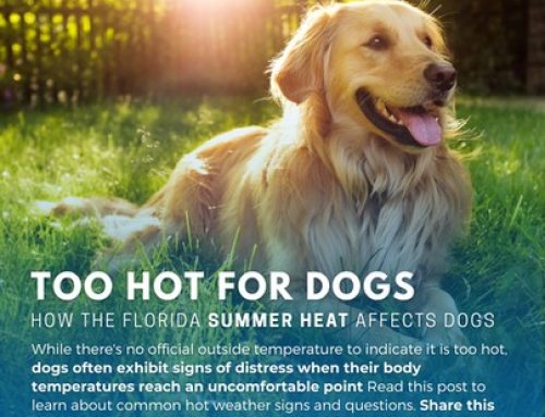 Pet Safety Guide: Keeping Your Pets Safe Around Fireworks in Jacksonville, FL