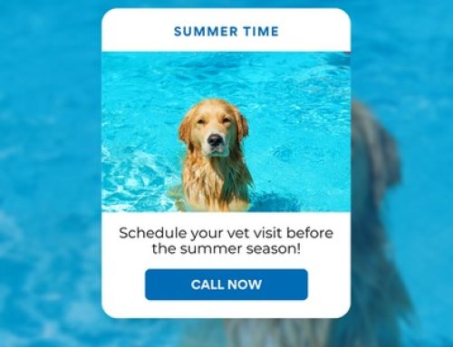 Pool Safety for Pets | Jacksonville, FL