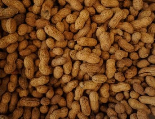 Safe Peanut Butter for Dogs: A Guide to Choosing the Right Option