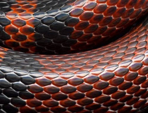 What to Do If Your Dog is Bitten by a Snake in North Florida
